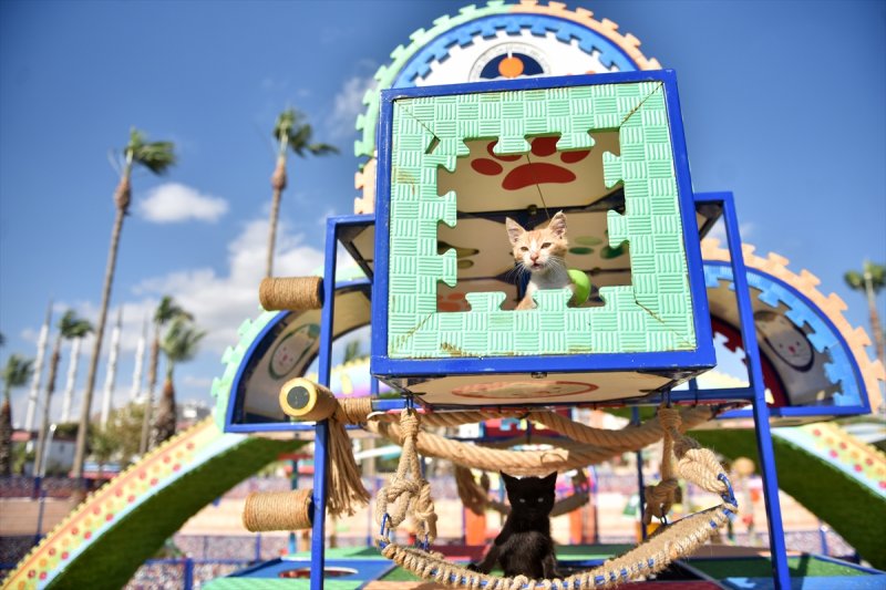 Miyav Park'ın yeni sakinleri