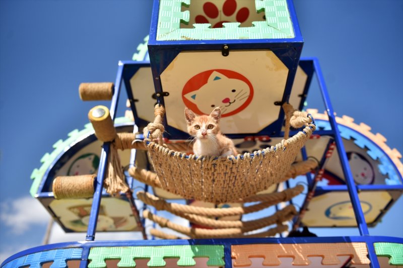 Miyav Park'ın yeni sakinleri