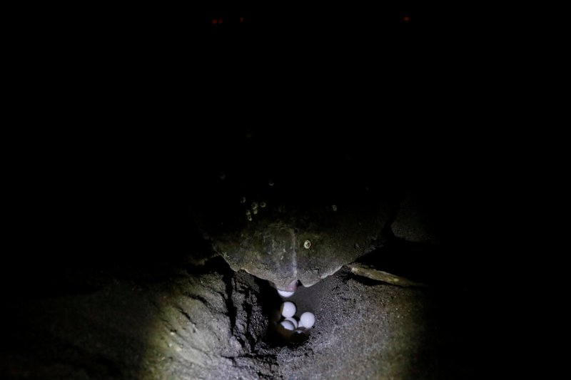 Dalyan'da caretta carettaların denize yolculuğu