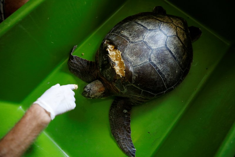 Dalyan'da caretta carettaların denize yolculuğu