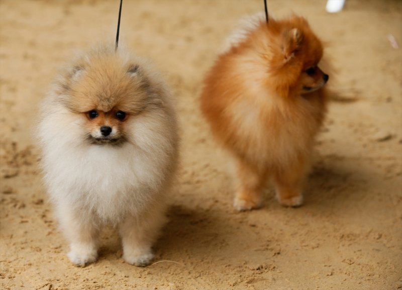 İzmir�de köpek ırkları yarışması