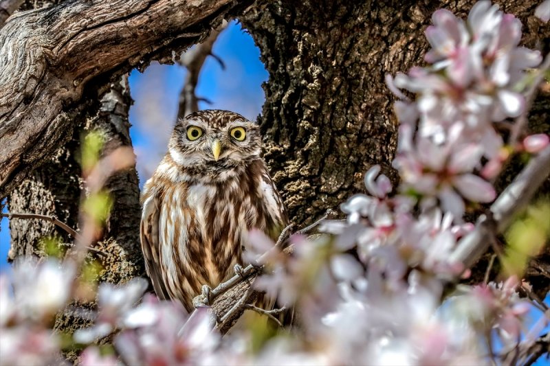 Akdamar Adası'nın tatlı sakinleri