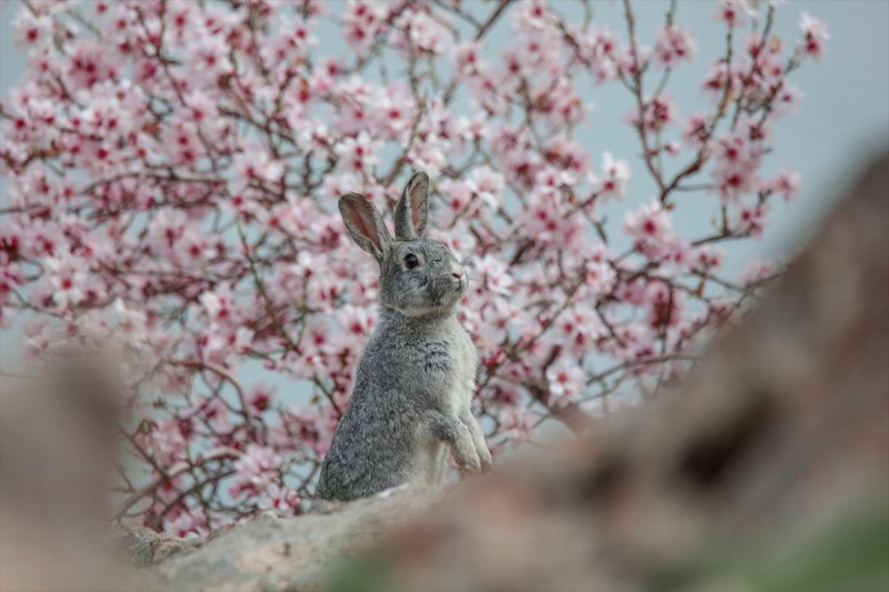 Akdamar Adası'nın tatlı sakinleri