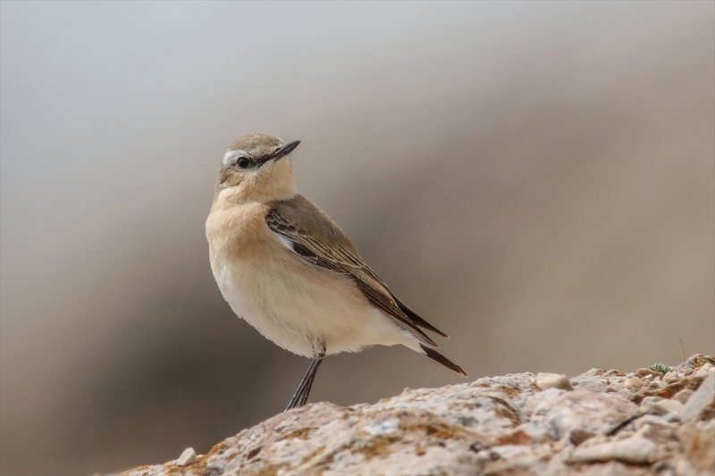 Akdamar Adası'nın tatlı sakinleri