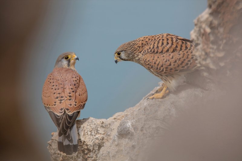 Akdamar Adası'nın tatlı sakinleri