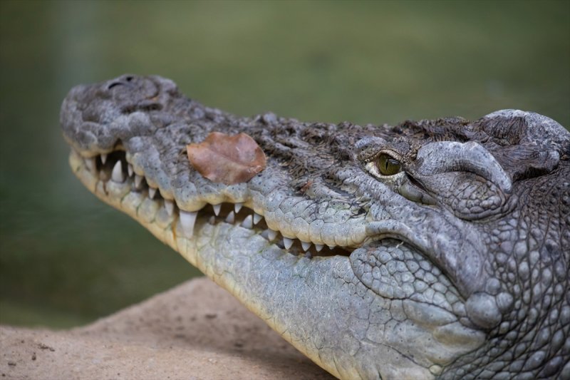 Hayvanların göz yapıları