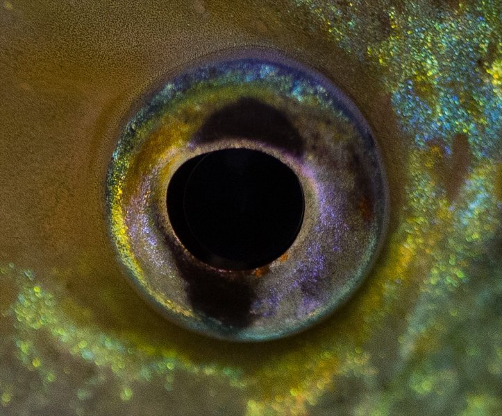 Hayvanların göz yapıları