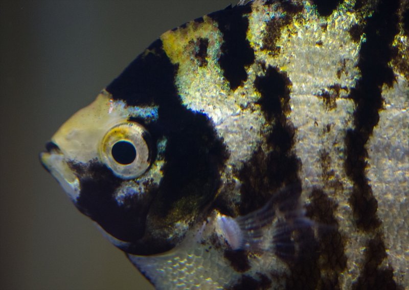 Hayvanların göz yapıları