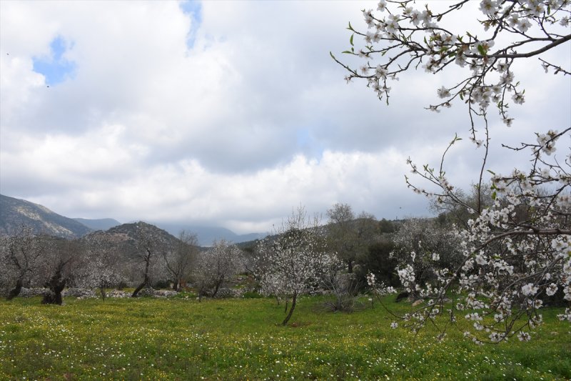 Badem Çiçeği Festivali'ne yerli turist akını