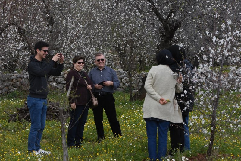 Badem Çiçeği Festivali'ne yerli turist akını