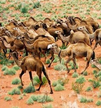 Peygamberlerin meslekleri