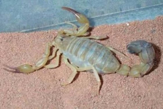 Dünyanın en zehirli hayvanı bakın nasıl çoğalıyor