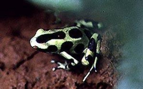 Dünyanın en ilginç olayları