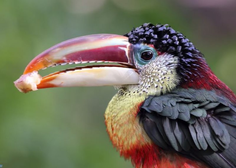 30 kuş türünün muhteşem görüntüsü