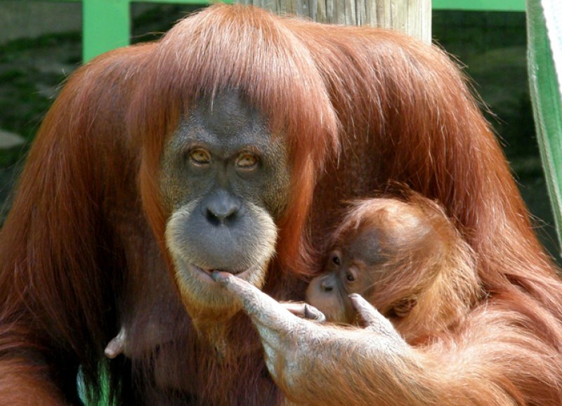 Nutella Palm yağı için orangutanları öldürüyor Nutella Palm yağı için orangutanları öldürüyor