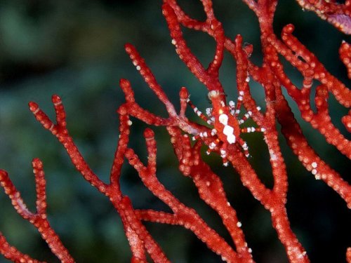 En iyi kamufle olan canlılar