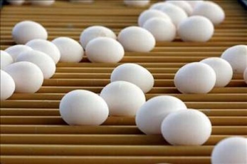 Yumurta hakkında bilinmeyenler