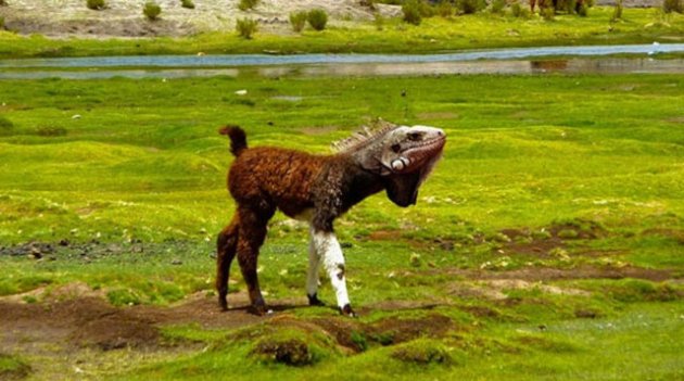 Image result for photoshop hayvanlar