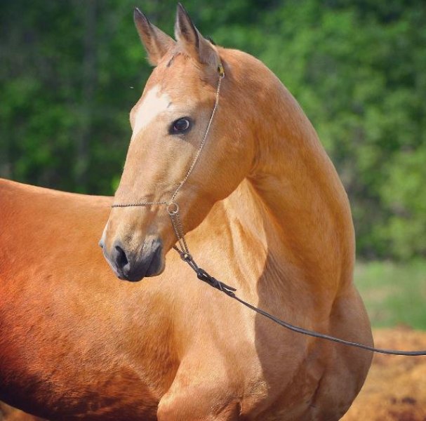 Dünyanın en güzel at cinsi: Ahal Teke