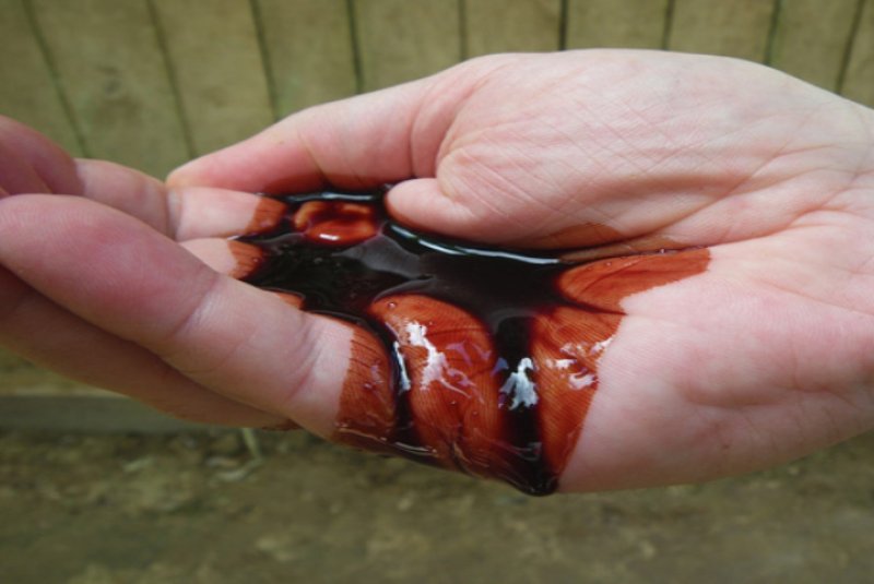 Hint okyanusunda bulunan Ejder Ağaçları'nın inanılmaz faydaları 