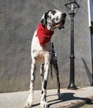 Dünyanın en ilginç olayları