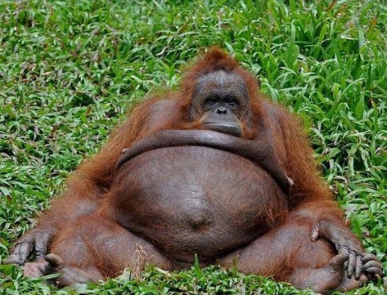 Nutella Palm yağı için orangutanları öldürüyor Nutella Palm yağı için orangutanları öldürüyor