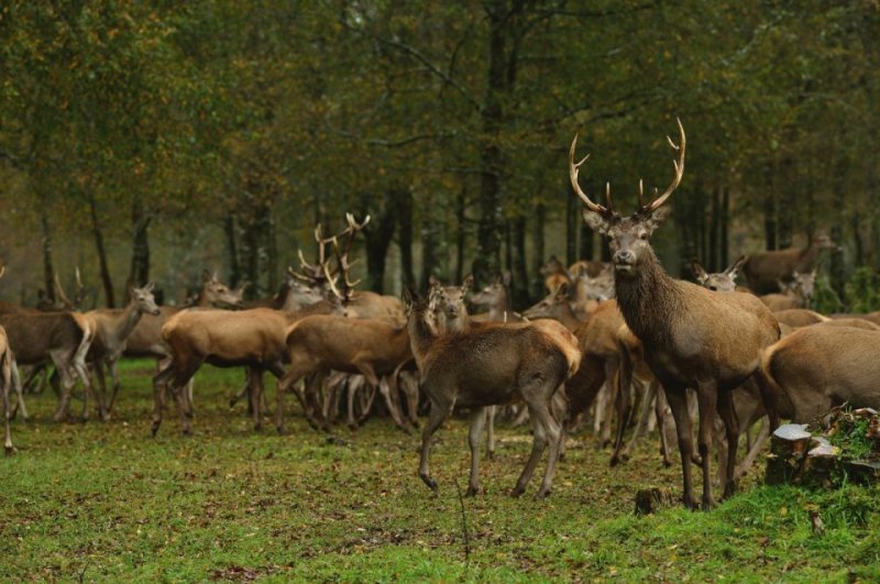 Dünyanın en büyük geyiği: Kızıl geyik 