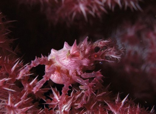 En iyi kamufle olan canlılar