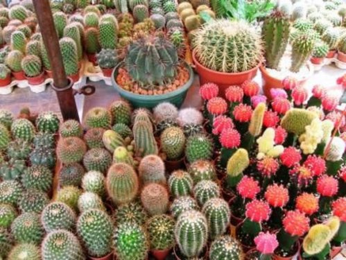 En güzel çiçekler