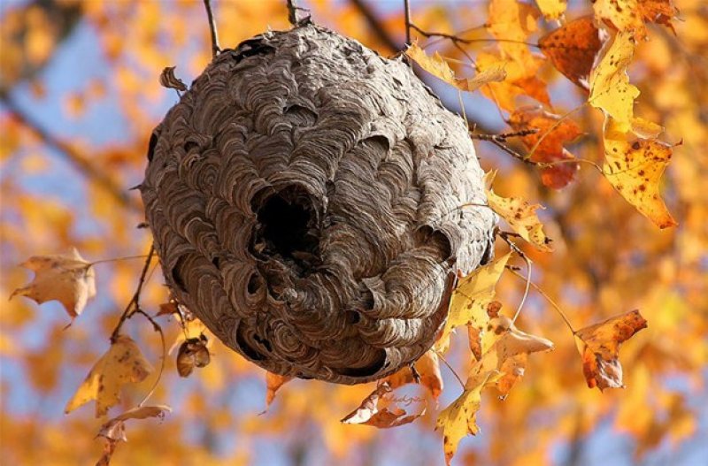 Hayvanların muhteşem mimarileri