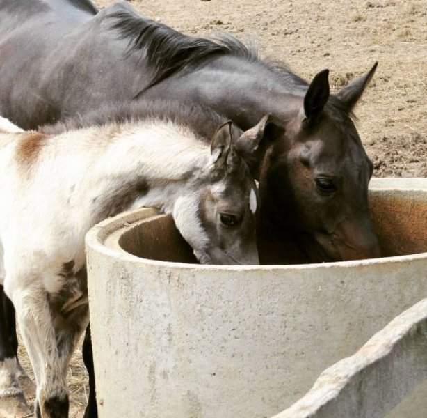 Dünyanın en güzel at cinsi: Ahal Teke
