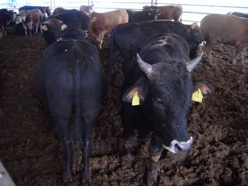 Kurbanlık satış fiyatları açıklandı