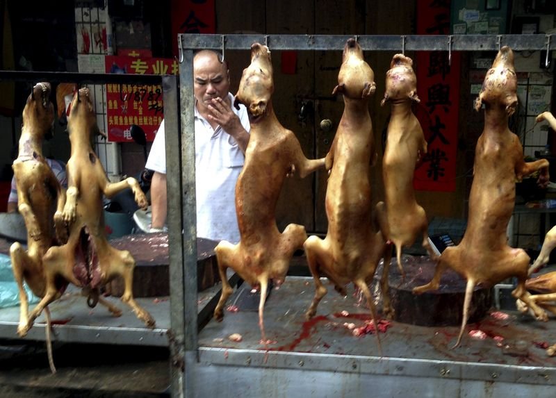 çinde köpek festivali