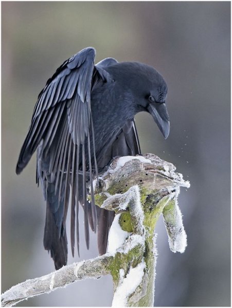 Siyahın asaletini yansıtan kuş: Karga