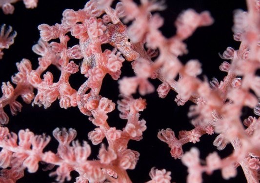 En iyi kamufle olan canlılar