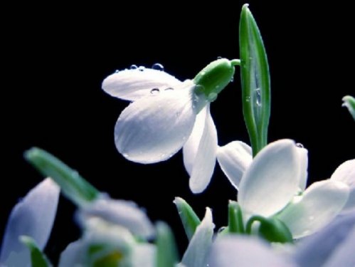 En güzel çiçekler