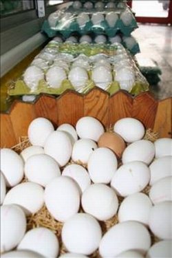 Yumurta hakkında bilinmeyenler