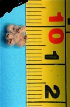 Dünyanın en ilginç olayları