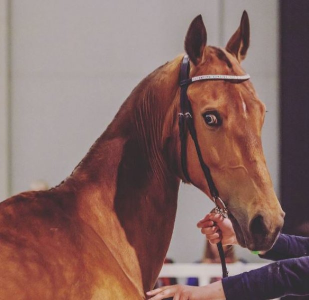 Dünyanın en güzel at cinsi: Ahal Teke