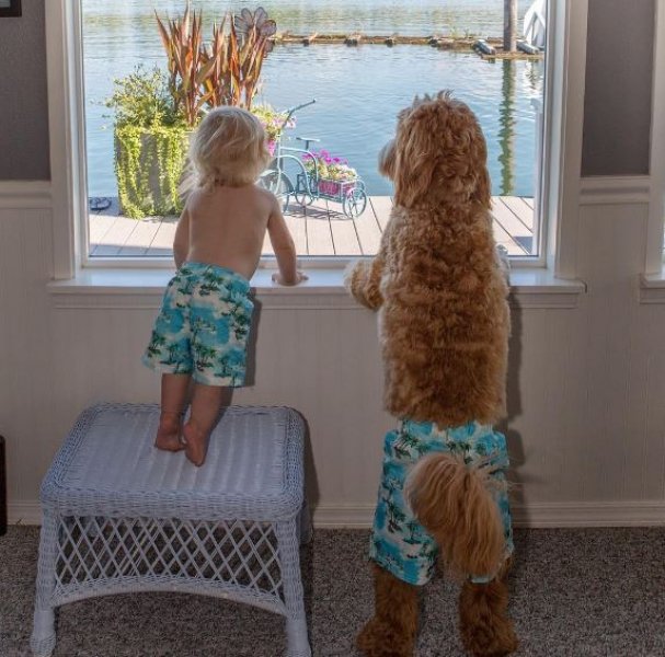 3 yaşındaki Buddy ve en yakın dostu aynı kaderi paylaşıyor