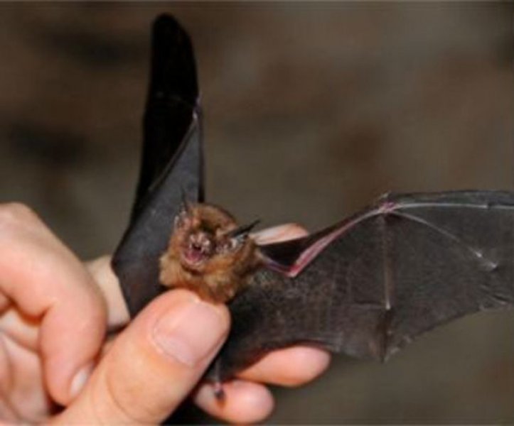 Evrim geçiren hayvanlar 