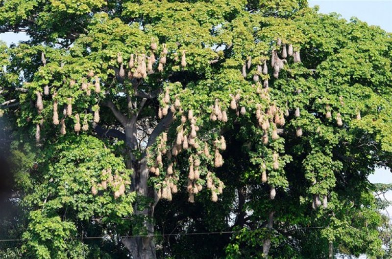 Hayvanların muhteşem mimarileri