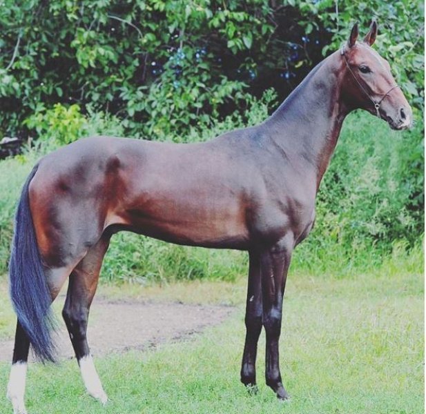 Dünyanın en güzel at cinsi: Ahal Teke