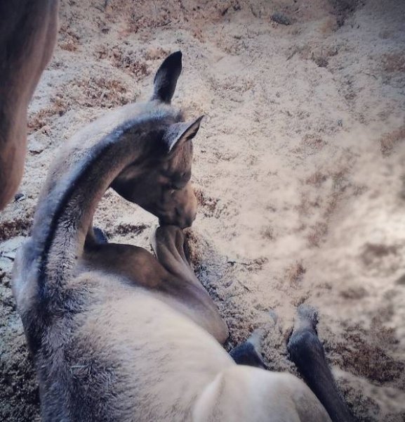 Dünyanın en güzel at cinsi: Ahal Teke