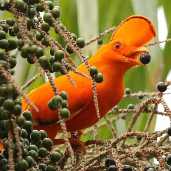 30 kuş türünün muhteşem görüntüsü