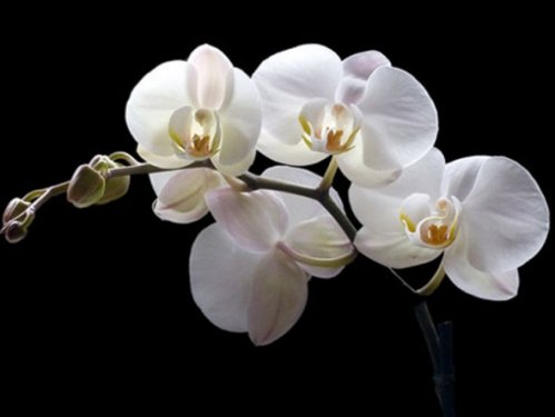 En güzel çiçekler