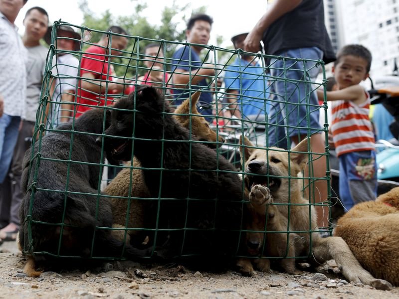 Çin�de köpek yeme festivali yapıldı