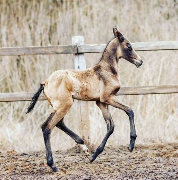 Dünyanın en güzel at cinsi: Ahal Teke