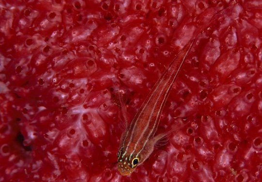 En iyi kamufle olan canlılar