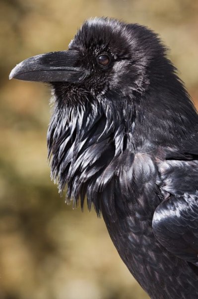 Siyahın asaletini yansıtan kuş: Karga